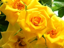 Роза 'Флауэр Пауэр Голд' (миниатюрная, шраб)(желтая)