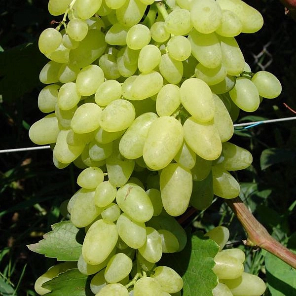 Виноград 'Долгожданный'