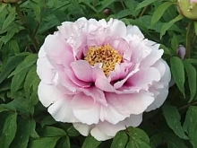 Пион древовидный 'Пинк поудер' (светло фиолетовый)