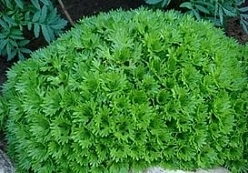 Камнеломка Арендса