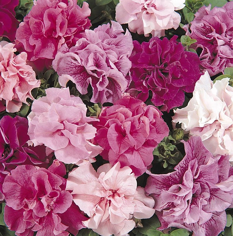 Петуния (сурфиния) гибридная 'Дабл Каскад' (смесь махровых)