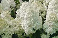 Гортензия метельчатая 'Белый медведь'