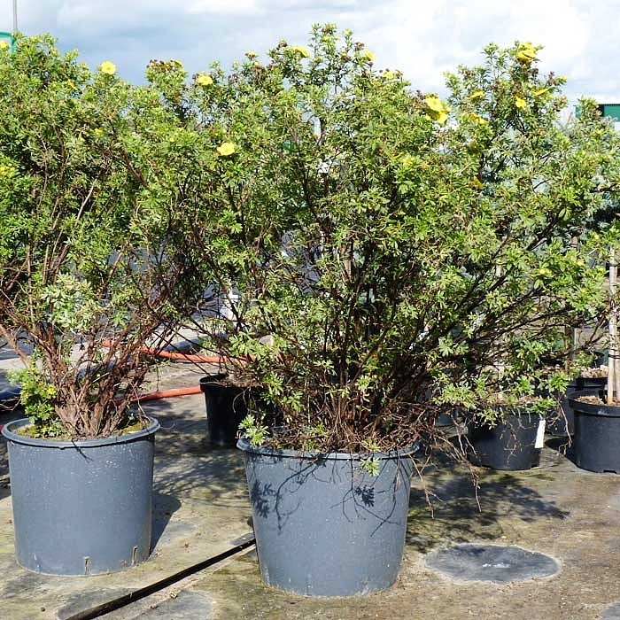 Лапчатка кустарниковая 'Голд Теппич'