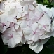 Гортензия крупнолистная 'Мадам Эмили Муиллер'
