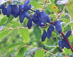 Жимолость съедобная 'Соловей'