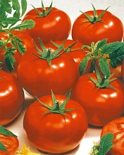 Томат 'Сайт'