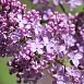Сирень обыкновенная 'Никитская' (лилово-фиолетовая)