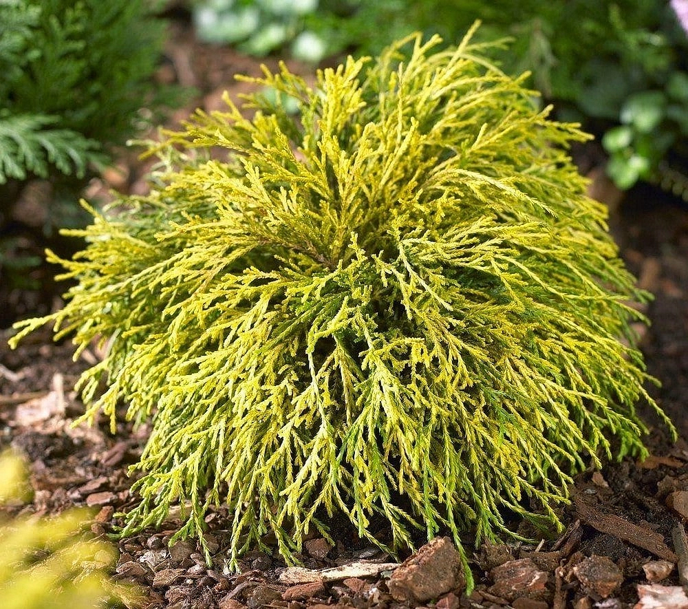 Кипарисовик горохоплодный 'Санголд'