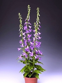 Колокольчик рапунцелевидный 'Кампбел Блю'