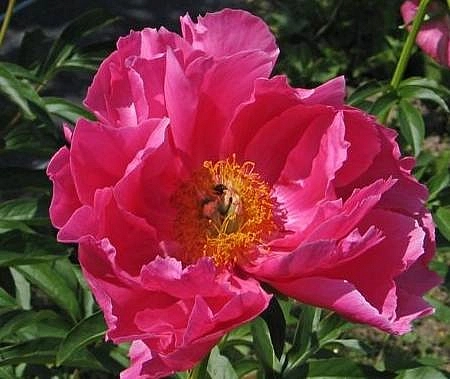 Пион молочноцветковый 'Эвентайд' (розово - кораловый анемоцветный)