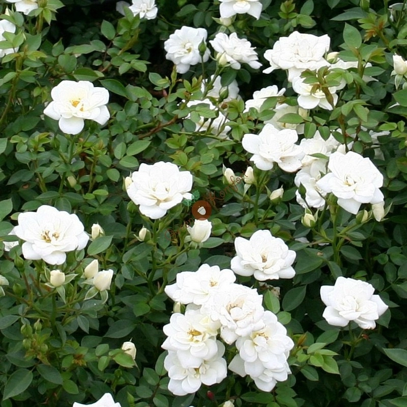 Роза 'Уайт Кове' (миниатюрная) (белая)