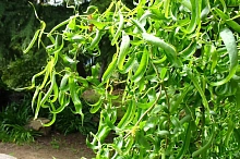 Ива вавилонская 'Тортуоза'