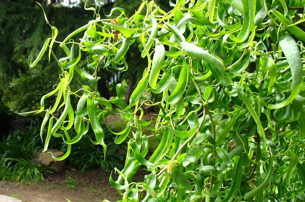 Ива вавилонская 'Тортуоза'