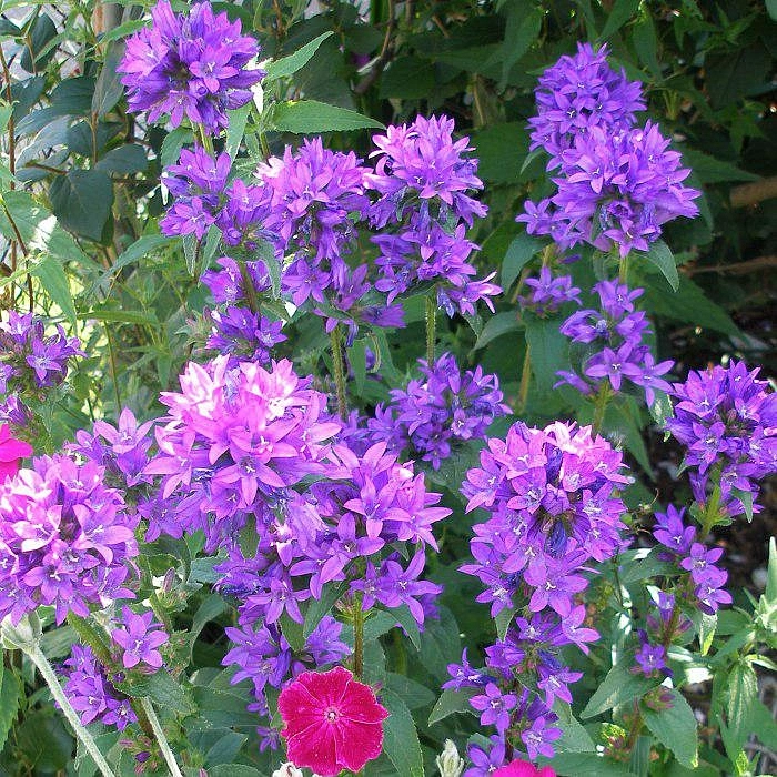 Колокольчик скученный Специоза