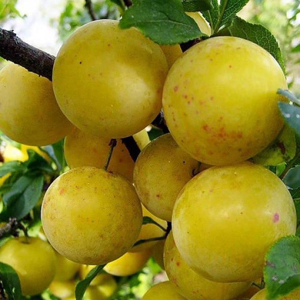 Слива 'Очаковская желтая'