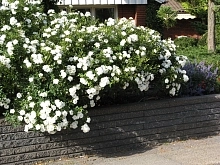 Роза 'Уайт Мейдиланд' (почвопокровная)