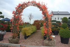 Ирга Ламарка арка