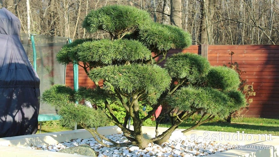 Сосна горная бонсай