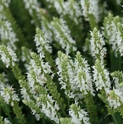 Сальвия дубравная (Шалфей) 'Шнеехугель' Сальвия дубравная (Шалфей) 'Шнеехугель'