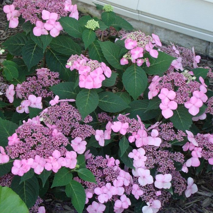 Гортензия крупнолистная 'Твист энд шаут Пинк'