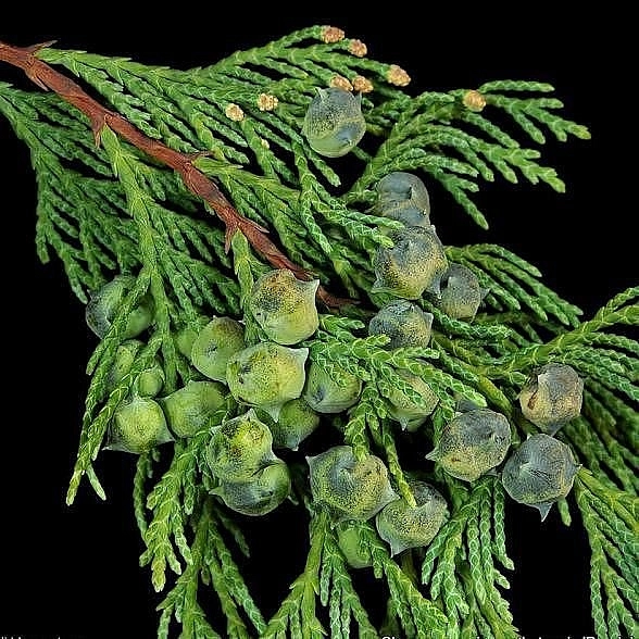 Кипарисовик нутканский 'Пендула'