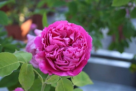 Роза 'Поль Нейрон' (парковая) (ярко-розовая) (гибрид, ремонтантный)