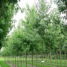 Клен остролистный Лациниатум Виери