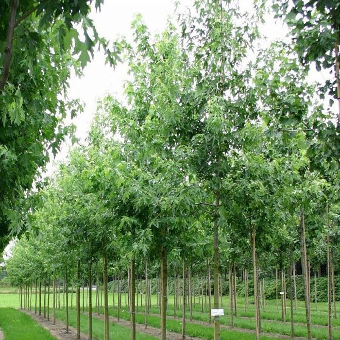 Клен остролистный Лациниатум Виери