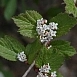 Калина съедобная (Viburnum edule) Калина съедобная (Viburnum edule)