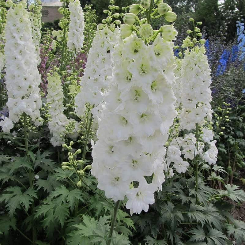 Дельфиниум (живокость) 'Касабланка'