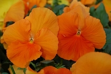 Виола Виттрока 'Инспайр Дип Оранж' (оранжевая)