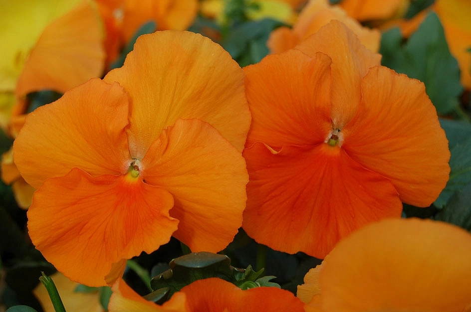 Виола Виттрока 'Инспайр Дип Оранж' (оранжевая)