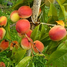 Персик 'Ранний Сычeва'