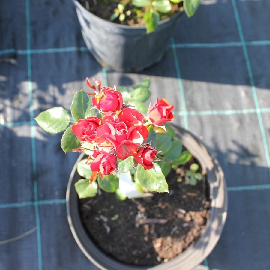 Роза 'Бордер Кинг' (миниатюрные) (красная)