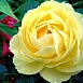 Роза 'Мальта' (чайно-гибридная) (желтая)