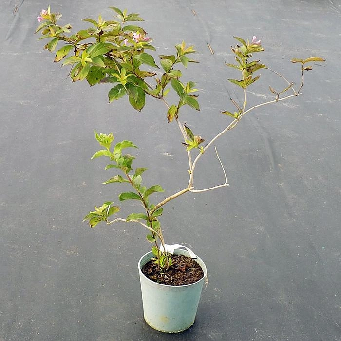 Вейгела раннецветущая 'Стириака'