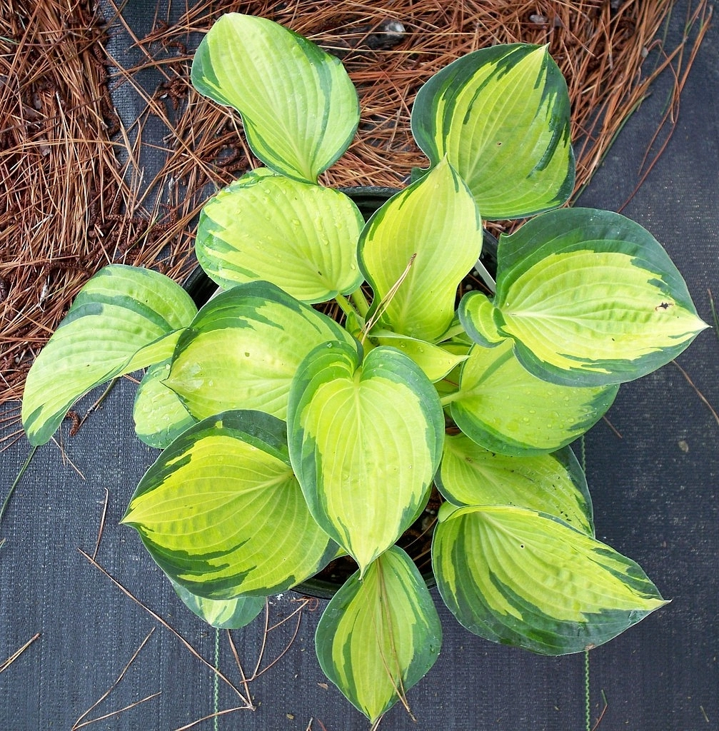 Хоста Зибольда 'Грэйт Экспектейшн'