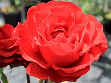 Роза 'Шалом' (флорибунда, шраб) (красная)