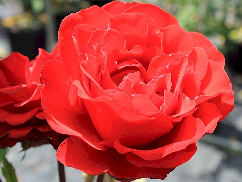 Роза 'Шалом' (флорибунда, шраб) (красная)