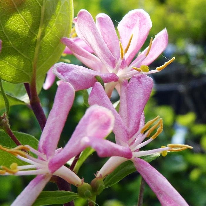 Жимолость Королькова