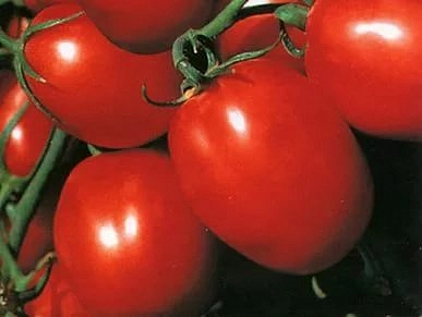 Томат 'Отличник'