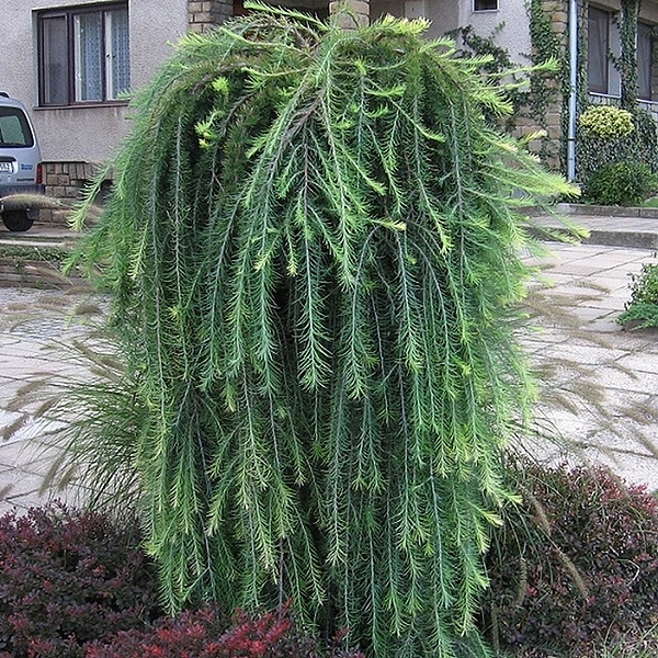 Лиственница европейская 'Пули'