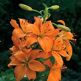 Лилия 'Оранж Каунти'