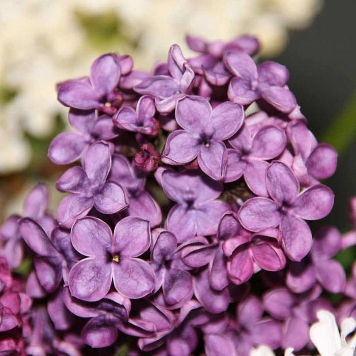 Сирень обыкновенная 'Людвиг Шпет' (фиолетово - розовая)