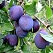 Слива 'Яичная синяя'