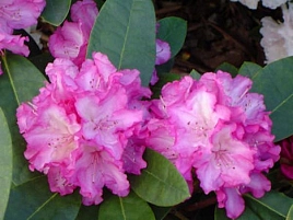 Рододендрон якушиманский 'Блюреттия' (розовый)