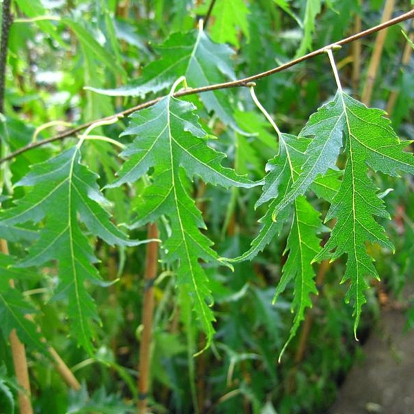 Берёза повислая 'Криспа'