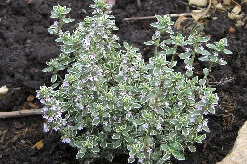 Тимьян лимоннопахнущий 'Сильвер Куин'