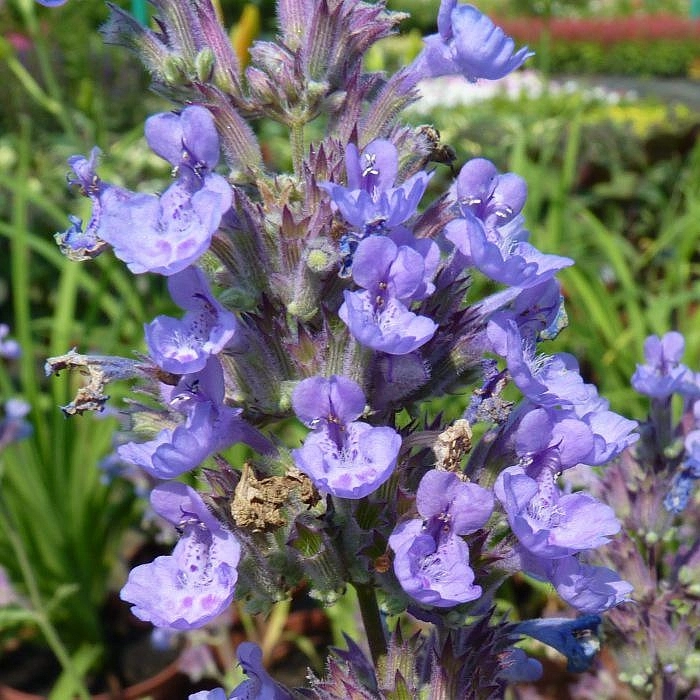 Котовник Фассена 'Уолкерс Лоу'