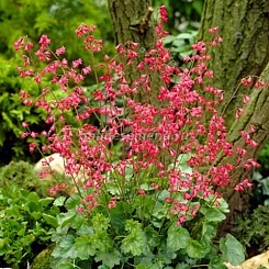 Гейхера кроваво-красная 'Лейхткафер'